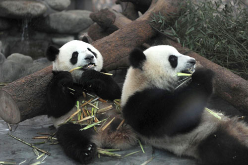 Mainland selects pandas to give to Macao
