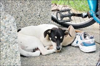 Man's best friend stays with him right to the end