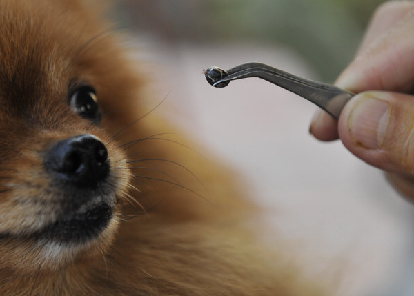 Warning that new tick disease is highly infectious