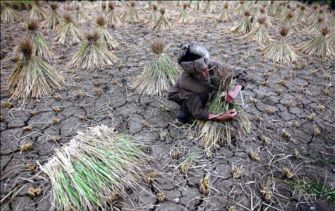 According to the anti-drought office in Guizhou province, 87 out of 88 regions have been affected by drought and 470 reservoirs have dried up. The flow in 349 rivers has been severely disrupted and more than 5.47 million people lack drinking water. A bitter harvest