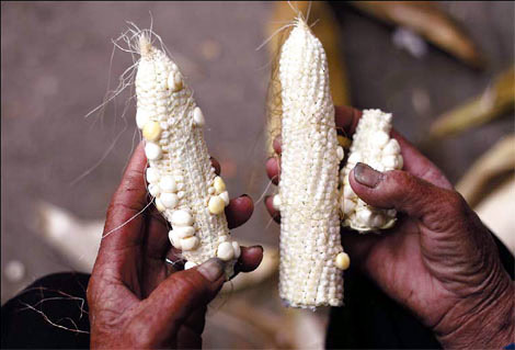 According to the anti-drought office in Guizhou province, 87 out of 88 regions have been affected by drought and 470 reservoirs have dried up. The flow in 349 rivers has been severely disrupted and more than 5.47 million people lack drinking water. A bitter harvest