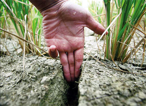 According to the anti-drought office in Guizhou province, 87 out of 88 regions have been affected by drought and 470 reservoirs have dried up. The flow in 349 rivers has been severely disrupted and more than 5.47 million people lack drinking water. A bitter harvest