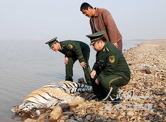 Police officers and a villager inspect the Siberian tiger’s corpse by a reservoir at Fusheng village, Northeast China’s Heilongjiang province, Oct 27, 2011. Dead Siberian tiger found in NE China