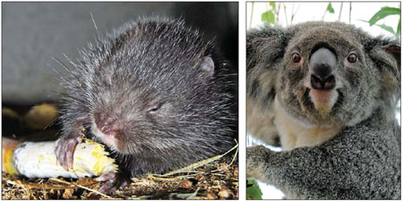 A bamboo rat (left) and a koala. File photo Cute koalas not on menu