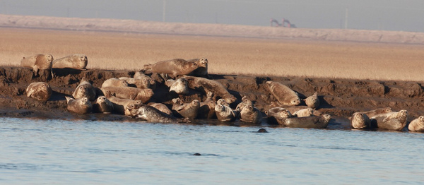Harbor seals bask in the sun in their habitat in Panjin, Liaoning province, in March. The Panjin government intends to move a planned road 6 km to the south to protect the habitat. Provided to China Daily Road to give seal habitat wide berth