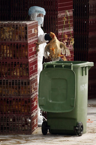 health worker culls a chicken at a wholesale poultry market in Hong Kong December 21, 2011. Bird flu prompts market chicken cull in HK