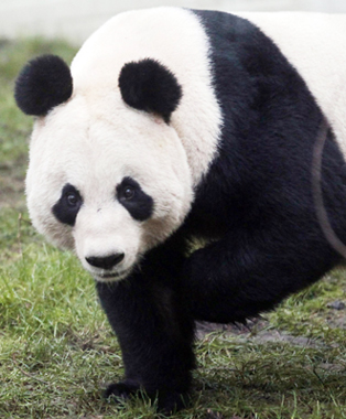 In a media row dubbed Pandagate by users of Twitter, the broadcaster has included Tian Tian (Sweetie), one of two pandas who arrived at a Scottish zoo earlier this month, as its female face for December in an online feature. Sweet! Panda is a woman of the year