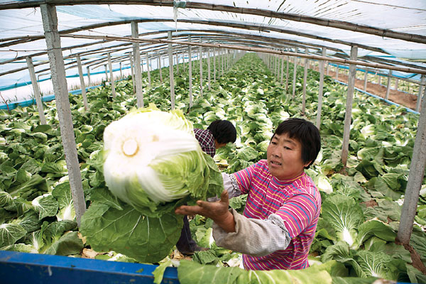 Vegetable growers in Shouguang, Shandong province, harvest Chinese cabbages but face a disappointing market. Supply again exceeds demand, pushing down prices. Zhang Tao / China Daily It stinks when supply tops demand