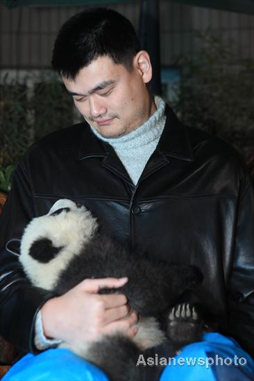 Yao Ming, a retired Chinese professional basketball player holds a panda cub during a panda releasing ceremony at Chengdu Research Base of Giant Panda Breeding, Jan 11, 2012. Panda Valley opens in SW China