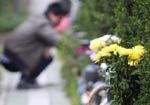 A man cleans up the tomb of his ancestors in a public cemetery in Hangzhou, East China's Zhejiang province Qingming Festival special