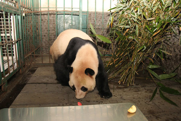 Japan-born panda twins return to China