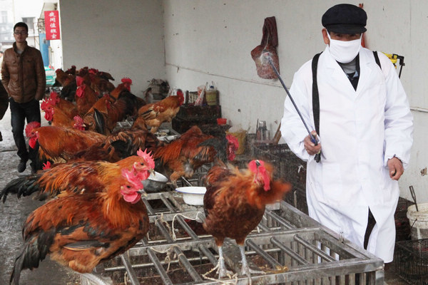 A health and safety worker sprays chickens with disinfectant in the live-animal section of Xindongfang market in Ganyu county, Jiangsu province. Six people have been infected with the H7N9 bird flu virus in Jiangsu. 18th bird-flu case recorded