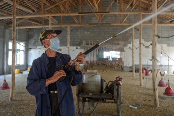 Chicken farmer hit hard by bird flu scare