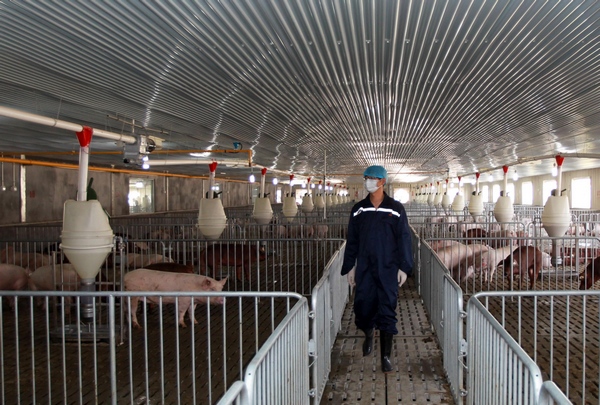 China has imported 865 breeding pigs from the United States, which will help the genetic improvement of the native breeds. China imports pigs for breeding from US