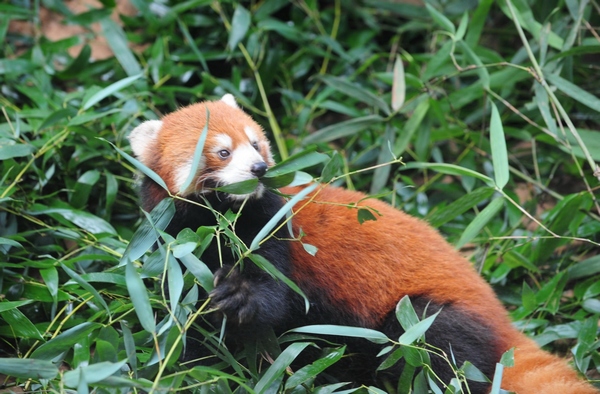 Red pandas prepare for move to Taipei zoo Red pandas prepare for move to Taipei zoo