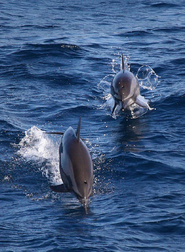 Dolphins and Kerouac