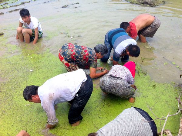Villagers look for hidden bronze coins in pool near a waste land at Lijiazhuang, in Jianhu county, Jiangsu province on Aug 4, 2013. Large amount of ancient coins were discovered when during a 'dig grab' in the pool the previous day. Villagers make a splash for ancient coins