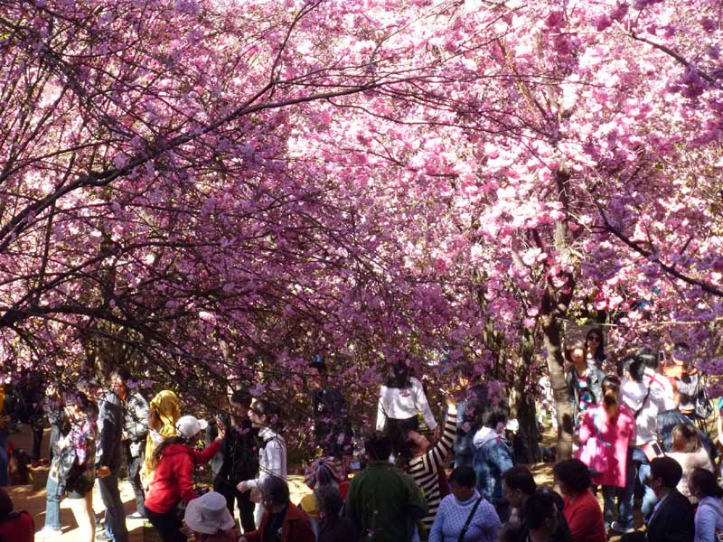 Flowers bring on spring