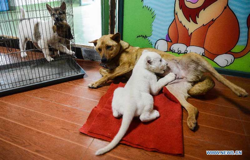 White lion cub nursed by dog in wildlife park
