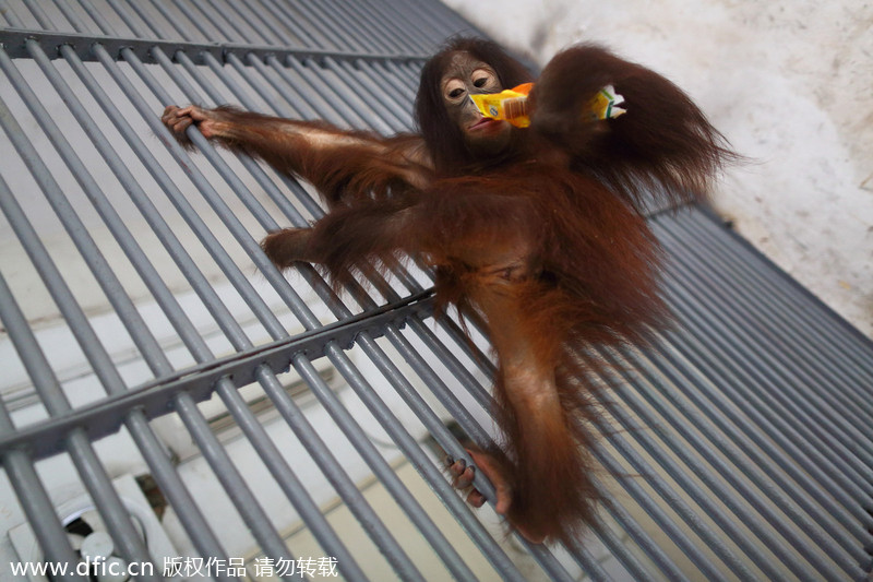 Animals keep cool in Shenzhen heat wave