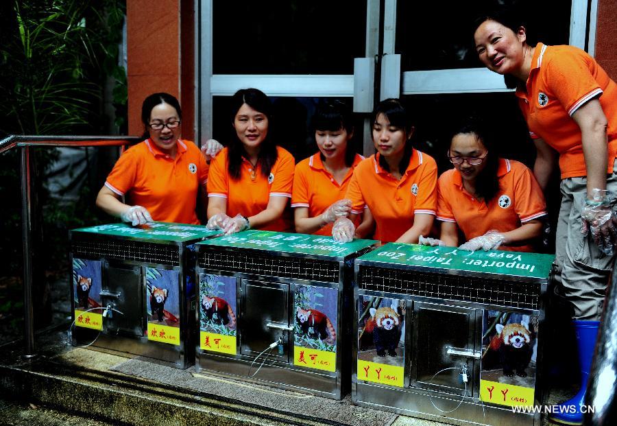 Red pandas from Fuzhou to become new residents in Taipei