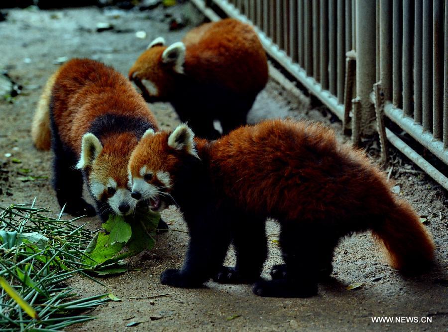 Red pandas from Fuzhou to become new residents in Taipei