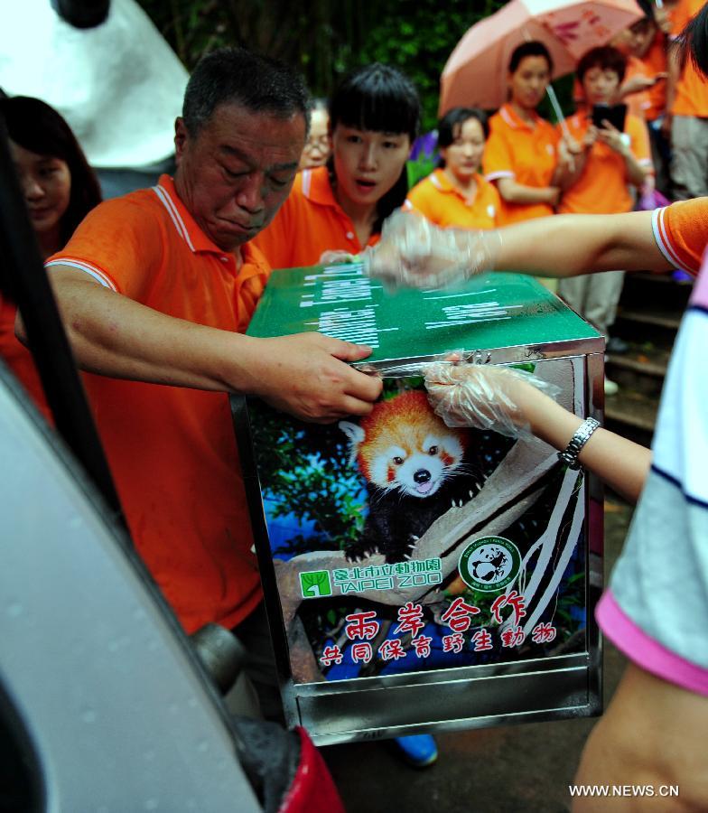 Red pandas from Fuzhou to become new residents in Taipei