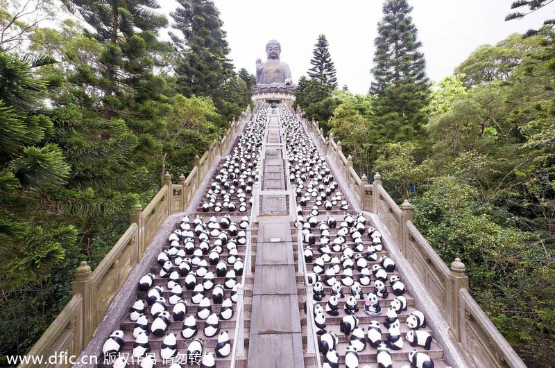 Pandas' 'pilgrimage' to Tian Tan Buddha