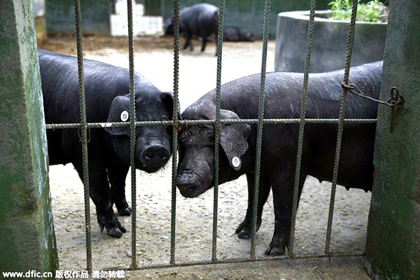 Psychic animals recruited to help predict earthquakes