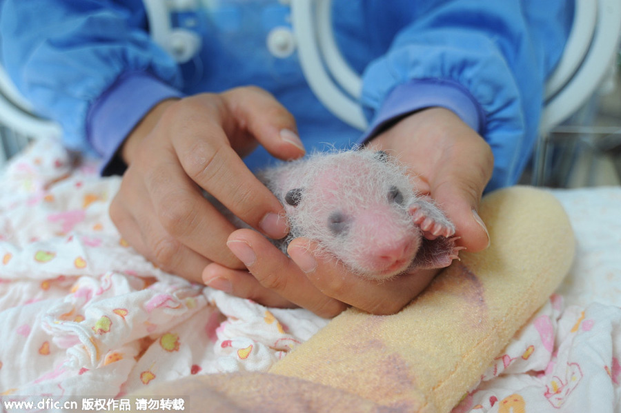 New-born giant panda cubs make their debut in Sichuan