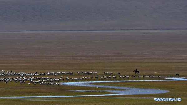Herdsmen move herds into winter pastures in Xinjiang