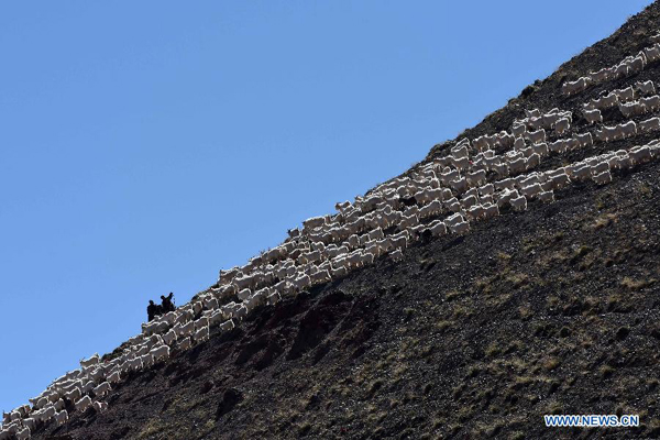 Herdsmen move herds into winter pastures in Xinjiang