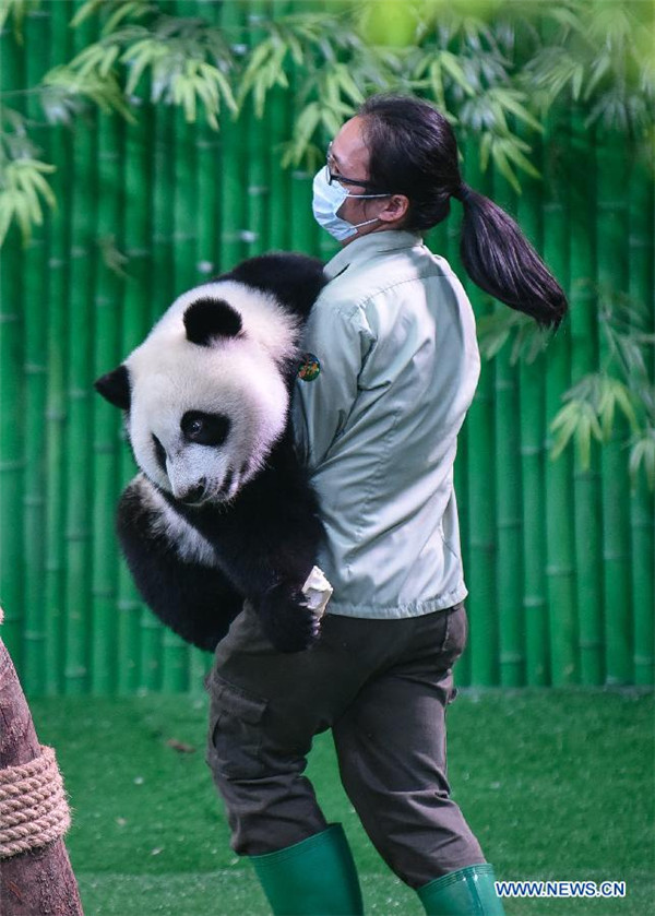 Newly-born giant panda triplets at Chimelong Safari Park