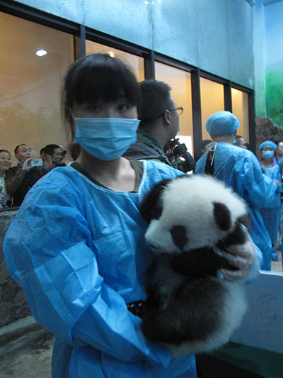 Un-bear-ably cute panda cubs meet fans in Sichuan