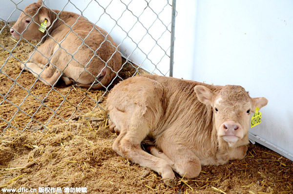 Six calves cloned simultaneously in Henan