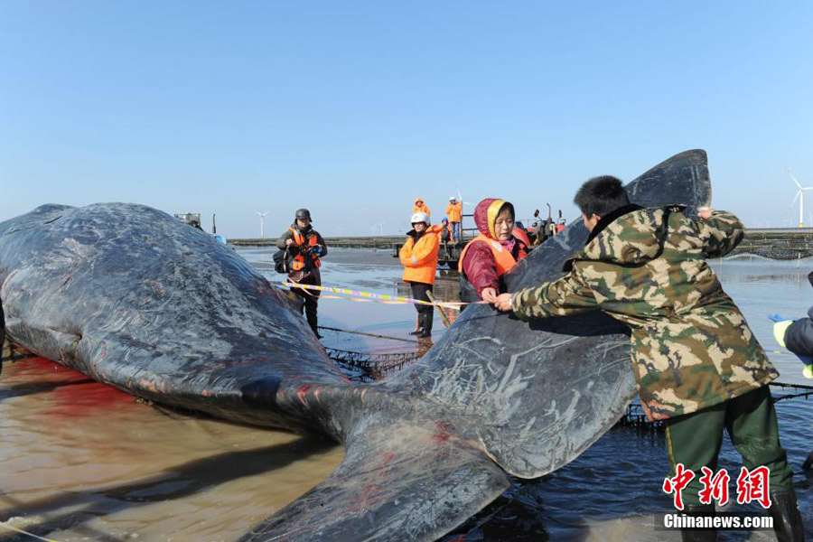 One of the two dead sperm whales in East China salvaged