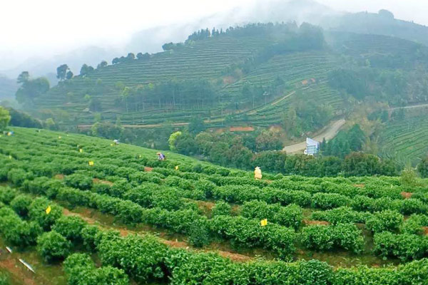 Ways help boom tea industry in East China
