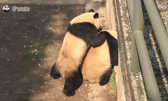 Internet users hoping to catch glimpse of mating pandas
