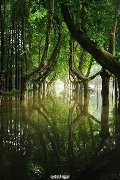 Wonderland appears in campus after rainstorm