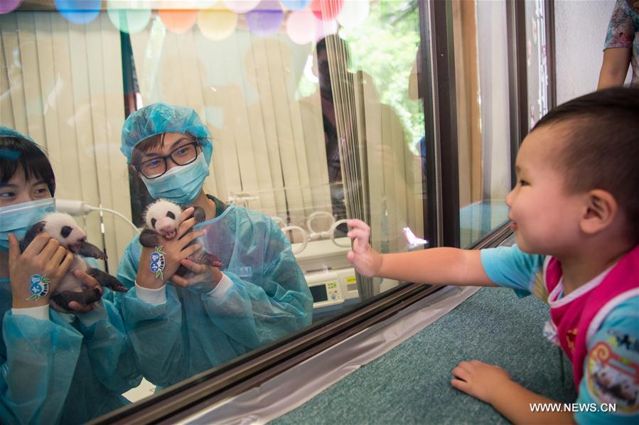Macao's panda twins meet public one month after birth