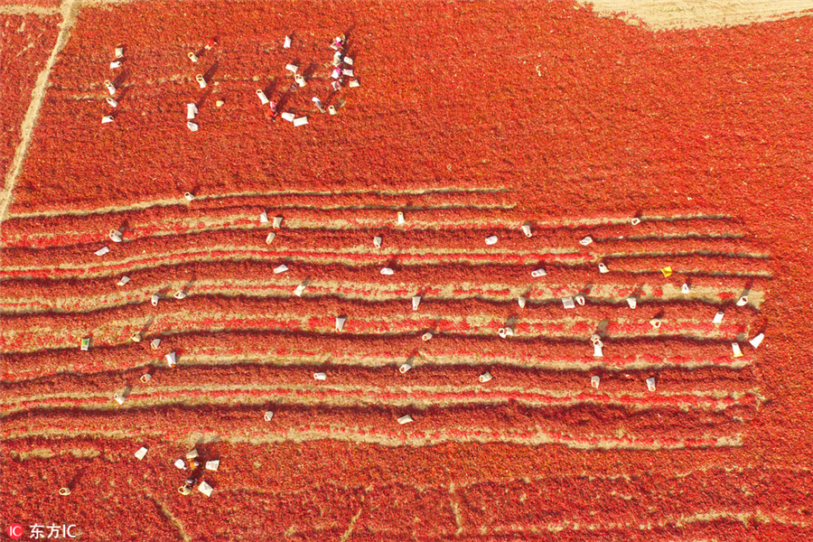 Harvesting bright red chilies in Xinjiang