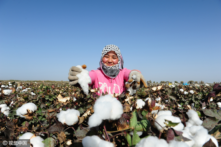 400,000 migrant workers flock to Xinjiang to harvest cotton
