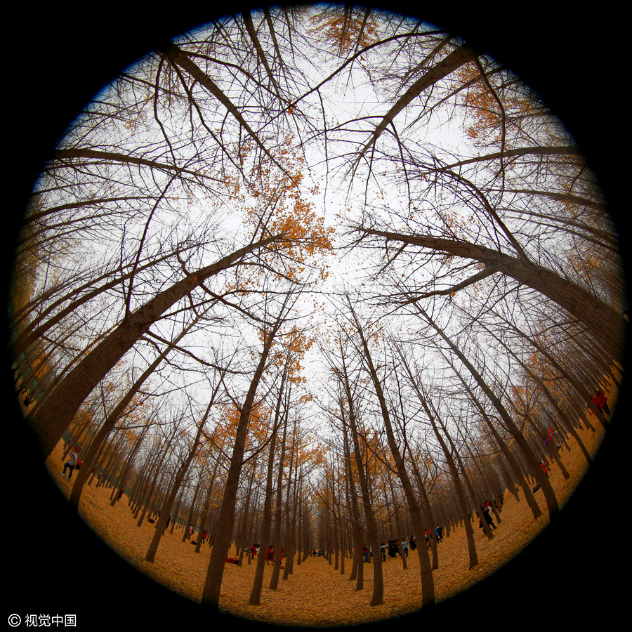 Last of ginkgo leaves fall as temperatures decline