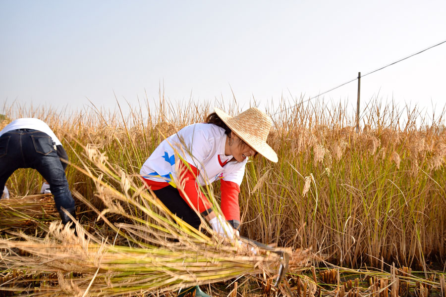 Villagers compete in rice harvest race