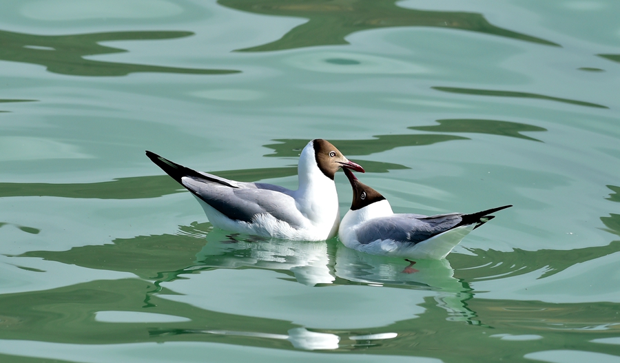 Birds spend winter in Lhasa River valley