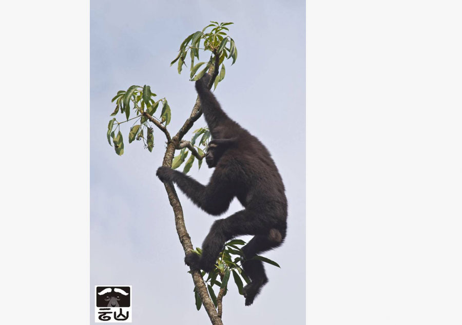 New species of 'skywalker' primates identified in China