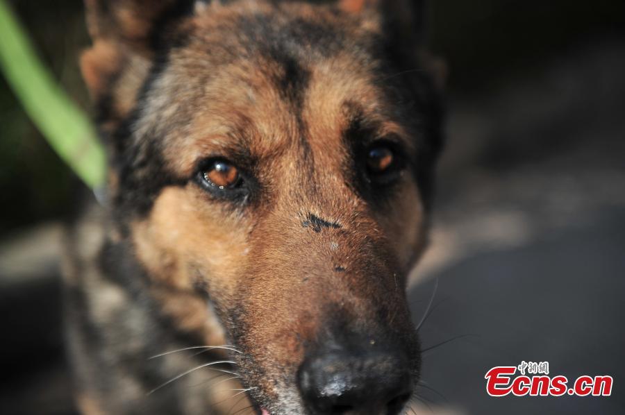 Police dog, who served in 100 missions, in old age