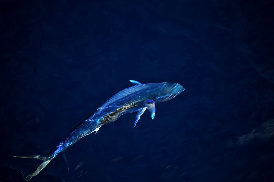 Beautiful dolphinfish in South China Sea