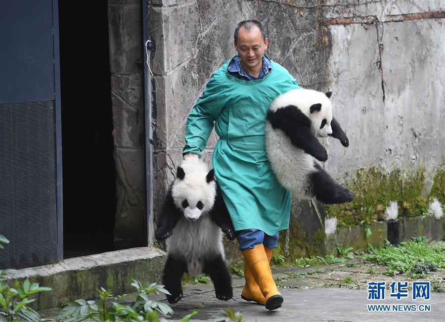 Celebrations mark naming ceremony of three panda cubs