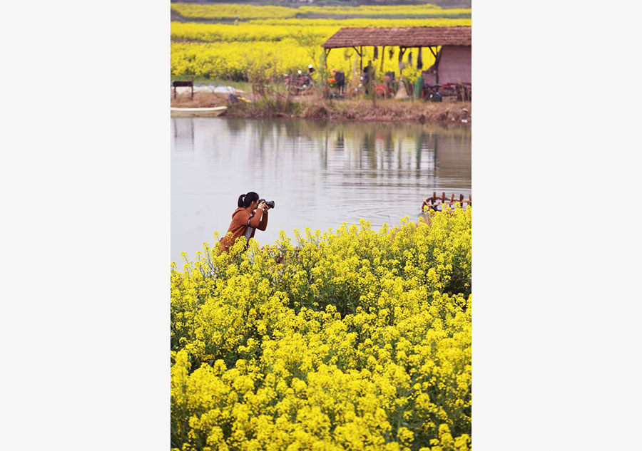 Apricot blossoms, cole flowers in full bloom